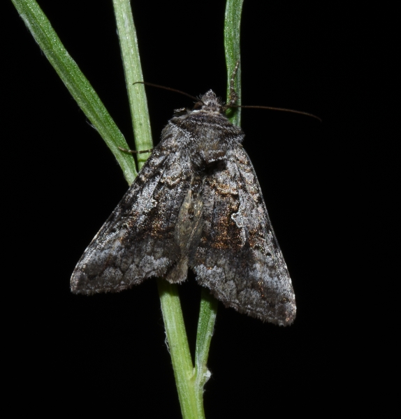 Syngrapha interrogationis